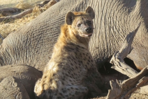 Victoria Falls & Chobe: 3-Day Safari with Cruise & Meals