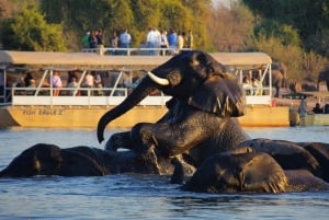 Victoriafallen: Dagstur till Chobe nationalpark med lunch