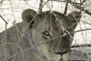 Victoria Watervallen: Dagtrip Chobe National Park met Lunch