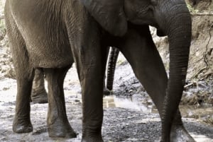 Victoria Watervallen: Dagtrip Chobe National Park met Lunch