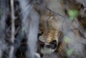 ビクトリアフォールズチョベ国立公園日帰りツアー（昼食付