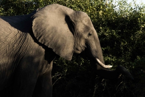 ビクトリアフォールズチョベ国立公園日帰りツアー（昼食付