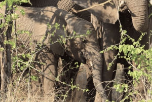 Victoria Watervallen: Dagtrip Chobe National Park met Lunch