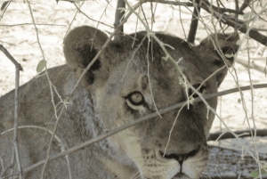 Cataratas Vitória: Viagem de 1 dia ao Parque Nacional de Chobe com almoço