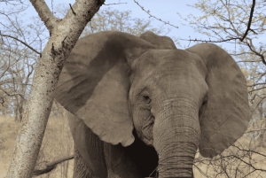 Cataratas Vitória: Viagem de 1 dia ao Parque Nacional de Chobe com almoço