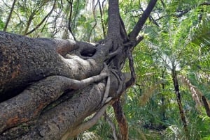 Wodospady Wiktorii - wycieczka transgraniczna z przewodnikiem