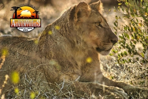 Victoria Falls: Dry Safari Game drive in National Park