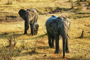 Victoria Falls: Dry Safari Game drive in National Park