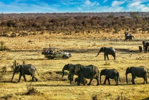 Victoria Falls: Dry Safari Game drive in National Park