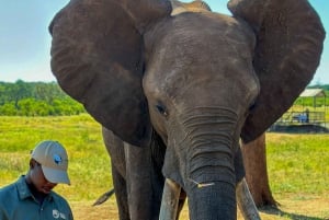 Victoria Falls: Elecrew Through The Eyes Of An Elephant