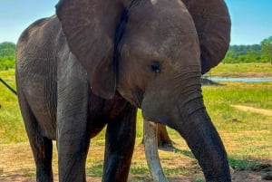 Victoria Falls: Elecrew Through The Eyes Of An Elephant