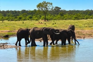 Victoria Falls: Elecrew Through The Eyes Of An Elephant