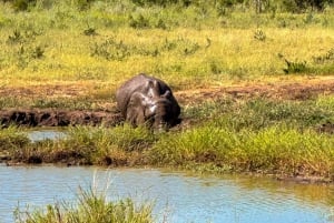 Victoria Falls: Elecrew Through The Eyes Of An Elephant