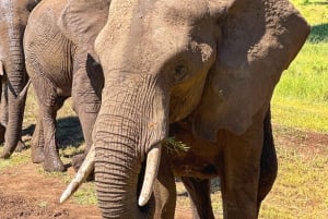 Victoria Falls: Elecrew Through The Eyes Of An Elephant