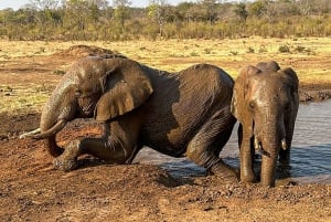 Victoria Falls: Elecrew Through The Eyes Of An Elephant