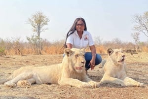 Victoria falls: Elephant, cheetah and lion experience tour