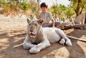 Victoriafallen: Möt elefanter, lejon och geparder