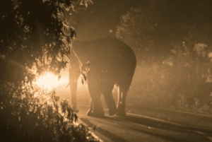 Wodospady Wiktorii: Doświadczenie z latarką i obserwacja gwiazd