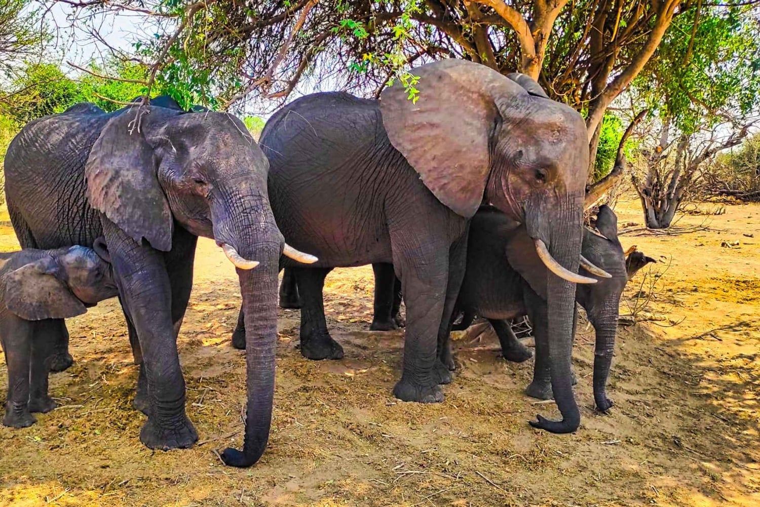 Cataratas Vitória: Passeio de carro