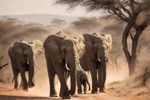Cataratas Vitória: Passeio de carro