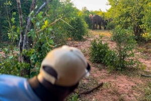 Victoria Falls: Game Walk in the Zambezi National Park