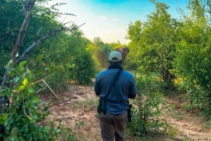 Victoria Falls: Game Walk in the Zambezi National Park