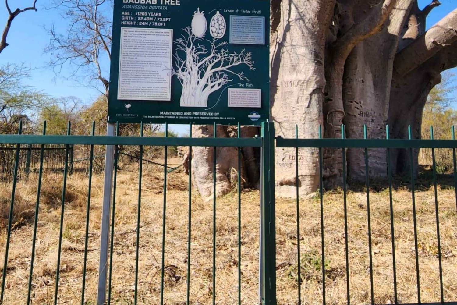 Victoria Falls: Guided Tour, Bridge, & Big Tree Visit