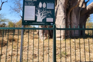 Chutes Victoria : visite guidée, pont et grand arbre