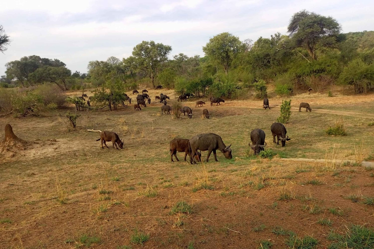 Chutes Victoria : Visites guidées et transferts