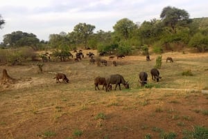 Chutes Victoria : Visites guidées et transferts