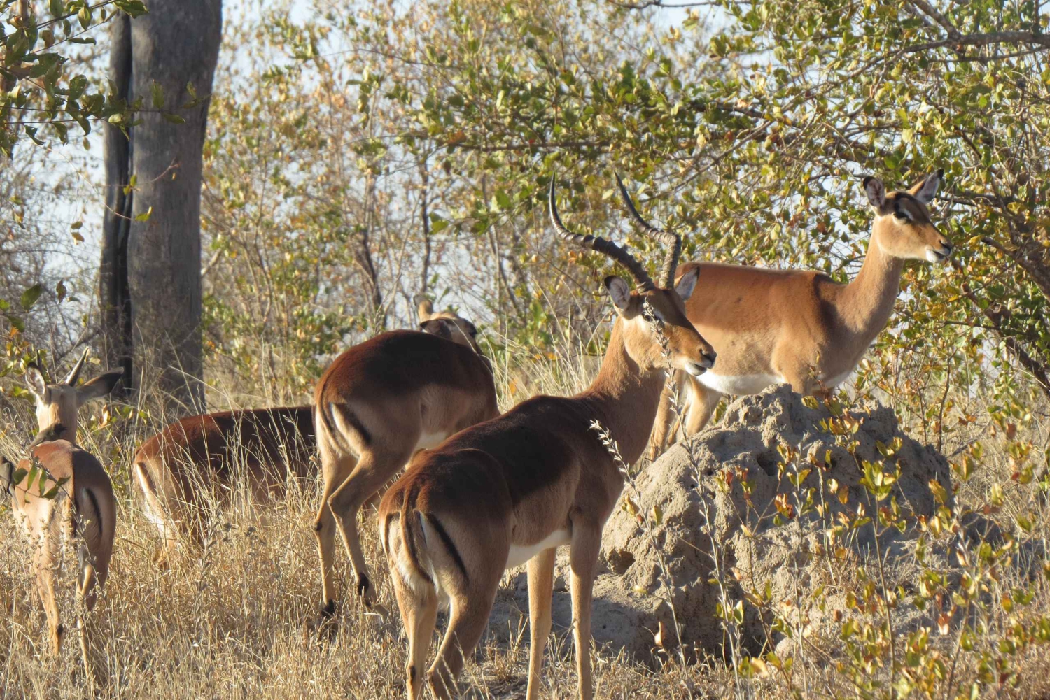 Victoria Falls: Helicopter Flight & Wildlife Safari Combo