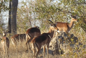 Victoria Falls: Helicopter Flight & Wildlife Safari Combo