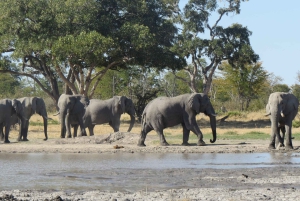 Victoria Falls: Helicopter Flight & Wildlife Safari Combo