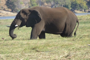 Victoria Falls: Helicopter Flight & Wildlife Safari Combo