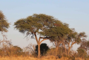 Victoria Falls, Hwange & Chobe: 7-Day Budget Safari