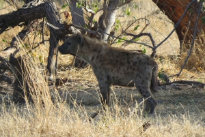 Victoria Falls, Hwange & Chobe: 7-Day Budget Safari