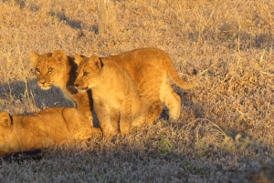 Victoria Falls: Hwange National Park Full-Day Safari