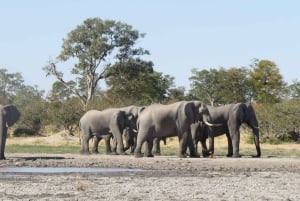 Victoria Falls: Hwange National Park Full-Day Safari
