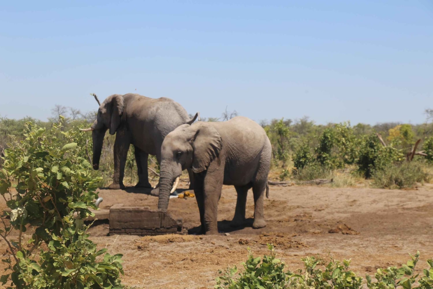 Safari di un giorno alle cascate Vittoria, cascate e crociera al tramonto
