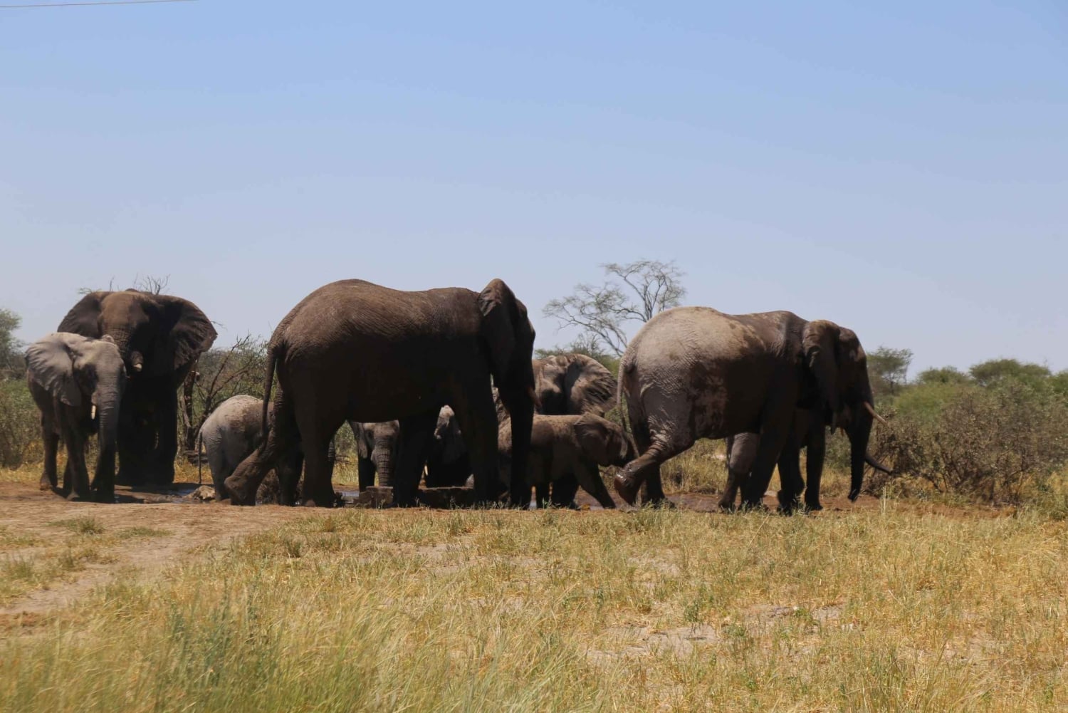 Safari di un giorno alle cascate Vittoria, cascate e crociera al tramonto