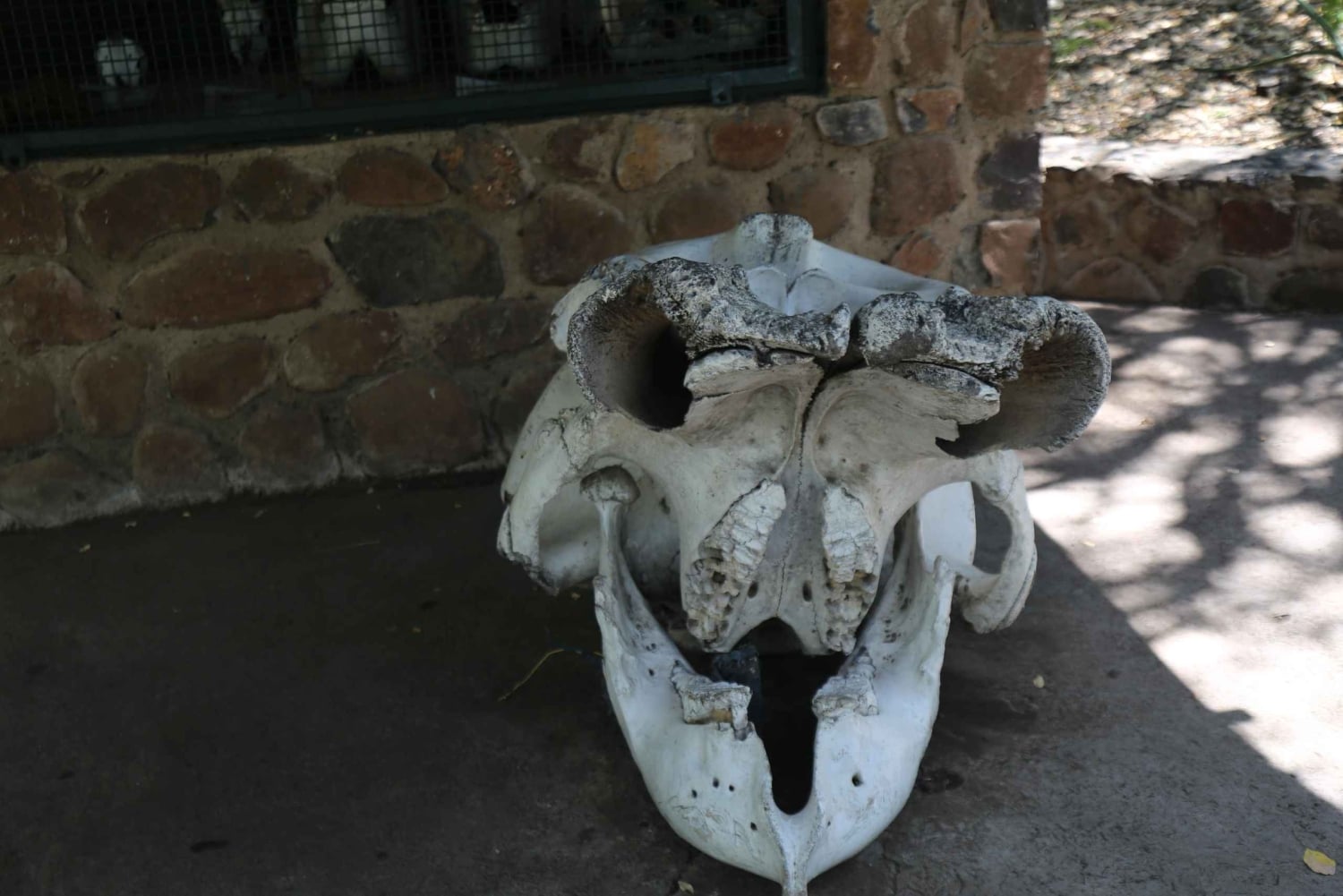 Safari di un giorno alle cascate Vittoria, cascate e crociera al tramonto
