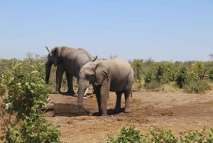Safari di un giorno alle cascate Vittoria, cascate e crociera al tramonto