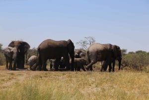 Safari di un giorno alle cascate Vittoria, cascate e crociera al tramonto