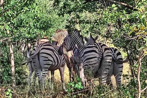 Cascate Vittoria: Pranzo nella Savana