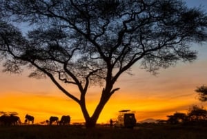 Victoria Falls Night Activity: Stargazing Experience