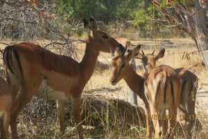 Victoriafallen, Mosi-oa-Tunya nationalpark och museum