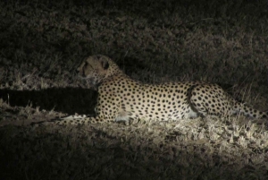 Victoria Falls: Night Game Drive and 3-Course Bush Dinner