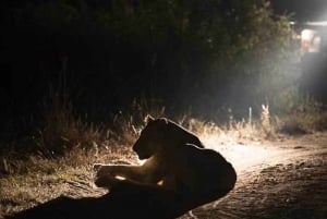 Victoria Falls Night Game drive with Bush Dinner