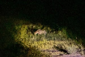 Victoria Falls: Night Game Drive Zambezi National Park