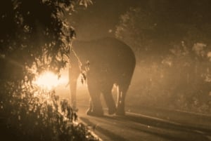 Victoria Falls Park: Sternenbeobachtung und Buschfahrt bei Nacht